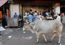 Mob kills Muslim man transporting cows in India